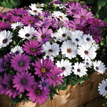 Osteospermum Asti™ 'Mix'