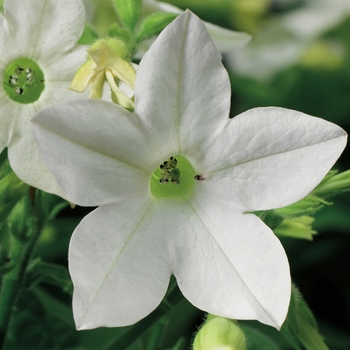 Nicotiana x alata Saratoga™ 'White'