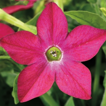 Nicotiana x alata