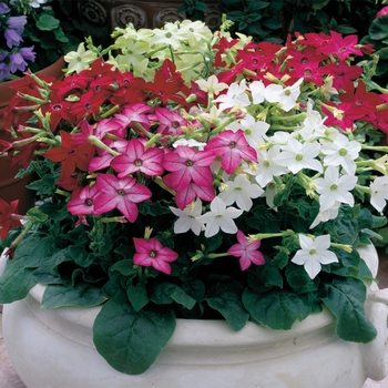 Nicotiana x alata 'Mix' 