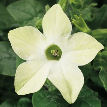 Nicotiana x alata Saratoga™ 'Lime'