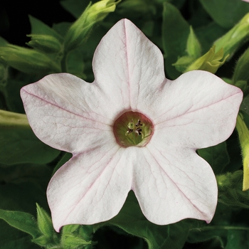 Nicotiana x alata 'Appleblossom' 