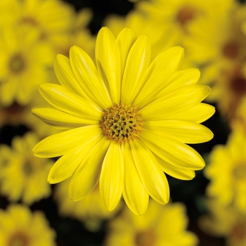 Osteospermum 'Yellow' 