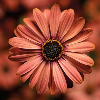 Osteospermum 'Terracotta' 