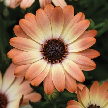 Osteospermum 'Cinnamon' 