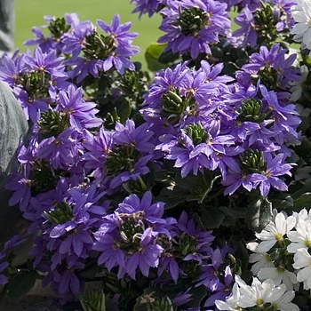 Scaevola aemula 'Top Pot Assorted' 