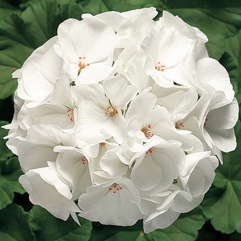 Pelargonium x hortorum Ringo 2000™ 'White'