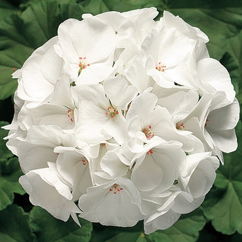 Pelargonium x hortorum 'White' 