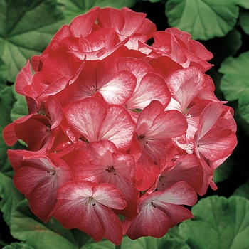 Pelargonium x hortorum 'Scarlet Star' 