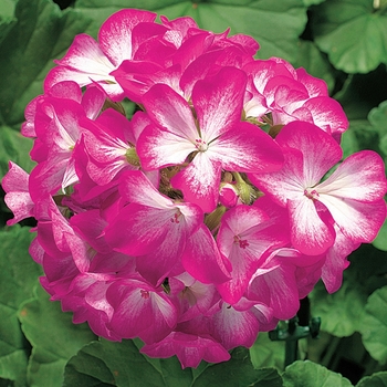 Pelargonium x hortorum Ringo 2000™ 'Rose Star'