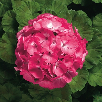 Pelargonium x hortorum Ringo 2000™ 'Pink'