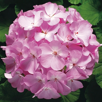 Pelargonium x hortorum 'Lavender' 