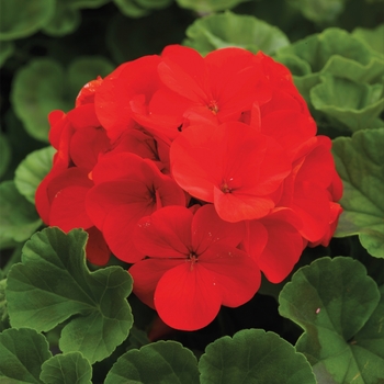 Pelargonium x hortorum Ringo 2000™ 'Deep Scarlet'