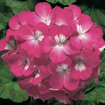 Pelargonium x hortorum 'Deep Rose' 