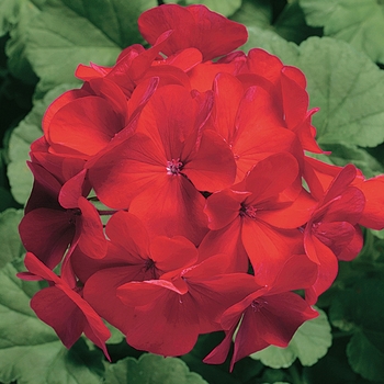 Pelargonium x hortorum Ringo 2000™ 'Cardinal'