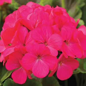 Pelargonium x hortorum 'Lavender Rose' 