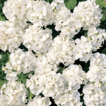 Pelargonium x hortorum Multibloom™ 'White'