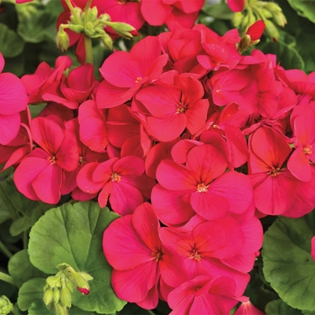 Pelargonium x hortorum 'Violet' 