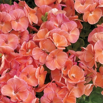 Pelargonium x hortorum 'Salmon' 