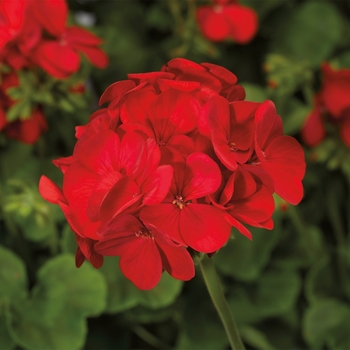 Pelargonium x hortorum Multibloom™ 'Red'
