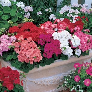 Pelargonium x hortorum 'Mix' 