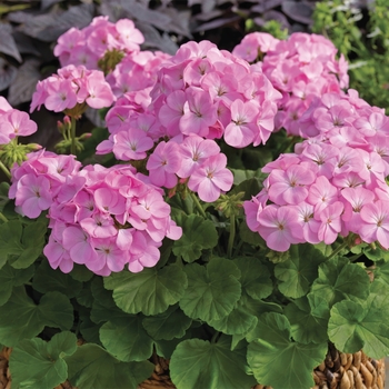 Pelargonium x hortorum Multibloom™ 'Lavender'