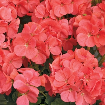 Pelargonium x hortorum 'Capri' 