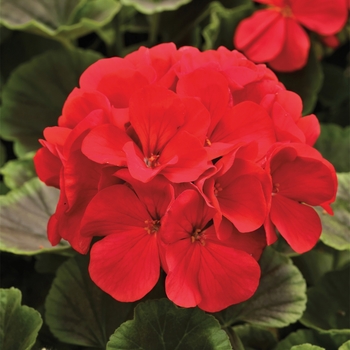 Pelargonium x hortorum BullsEye™ 'Red'