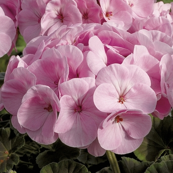 Pelargonium x hortorum BullsEye™ 'Light Pink'