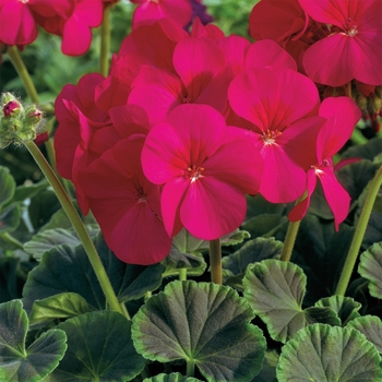 Pelargonium x hortorum BullsEye™ 'Cherry'