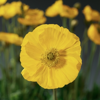 Papaver nudicaule 'Yellow' 