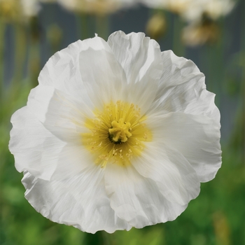 Papaver nudicaule 'White' 