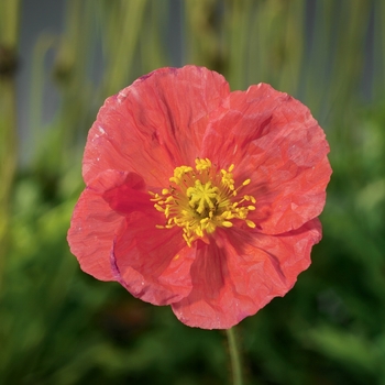 Papaver nudicaule 'Rose' 