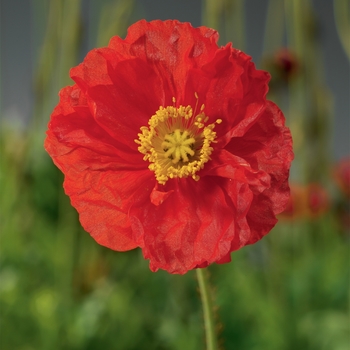 Papaver nudicaule 'Red' 