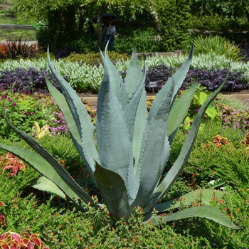 Agave americana