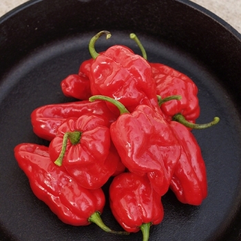 Capsicum chinense 'Roulette' 