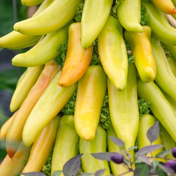 Capsicum annuum 'Mexican Sunrise'