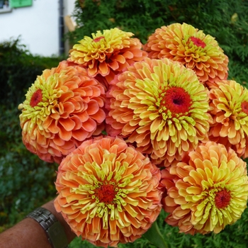 Zinnia elegans 'Queeny Lime Orange' 