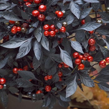 Capsicum annuum 'Onyx Red'