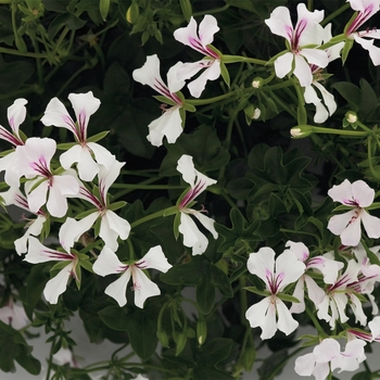 Pelargonium peltatum 'Cascade White'