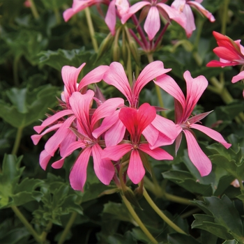 Pelargonium peltatum 'Cascade Sofie' 