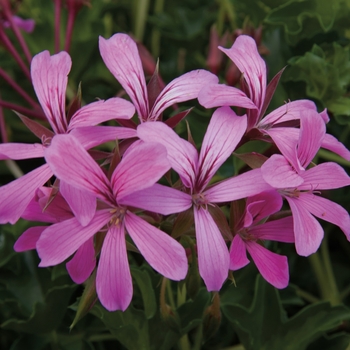 Pelargonium peltatum 'Cascade Lila-Compact'