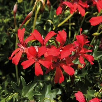 Pelargonium peltatum 'Cascade Bright' 