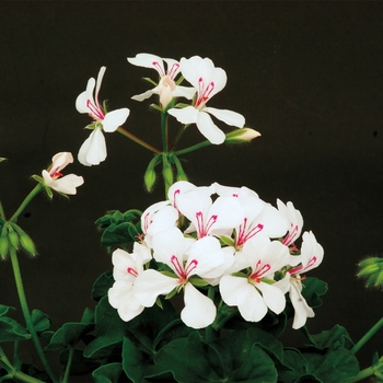 Pelargonium peltatum 'White' 