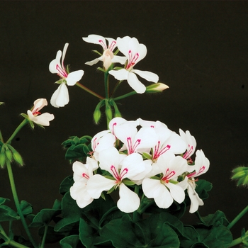 Pelargonium peltatum Blizzard® 'White'