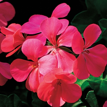 Pelargonium peltatum Blizzard® 'Red'