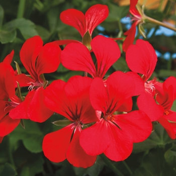 Pelargonium peltatum Blizzard® 'Dark Red'