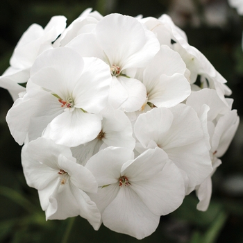 Pelargonium Calliope® Medium White