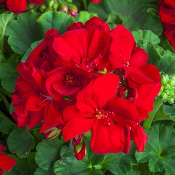 Pelargonium 