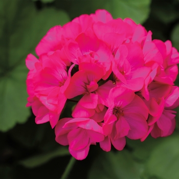 Pelargonium 